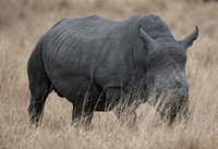 Male Ceratotherium simum Approaches