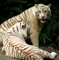 Singapore Zoo - Panthera tigris (White Tiger)