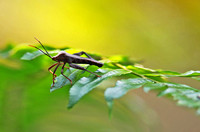 香港 - Kadoorie Farm Forest Grasshopper