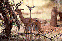 Samburu — Goofy Gerenuk