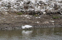 Hong Kong - Ardea alba 大白鹭 (Great Egret)