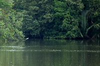 Singapore - Sungei Buloh Leaping Fish