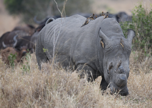 White Rhino and Friends