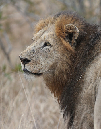 Panthera leo Visage