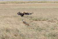 Amboseli — Aquila rapax and Canis mesomelas Contend for a Eudorcas thomsonii Carcass