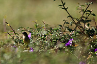 Kenya - Early Evening Sunbird Activity