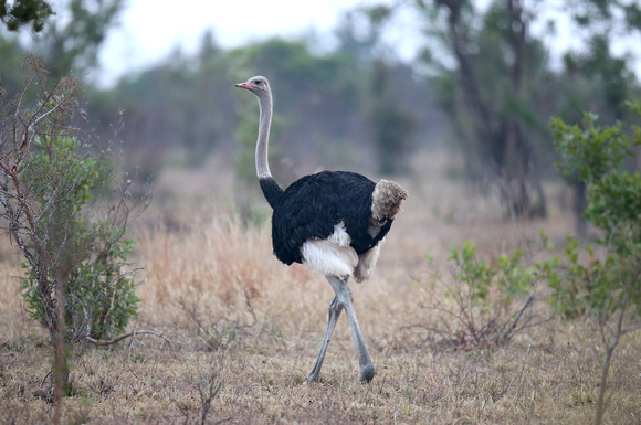 Struthio camelus in Manyeleti