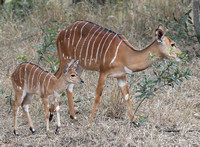 Individualized Cryptic Markings