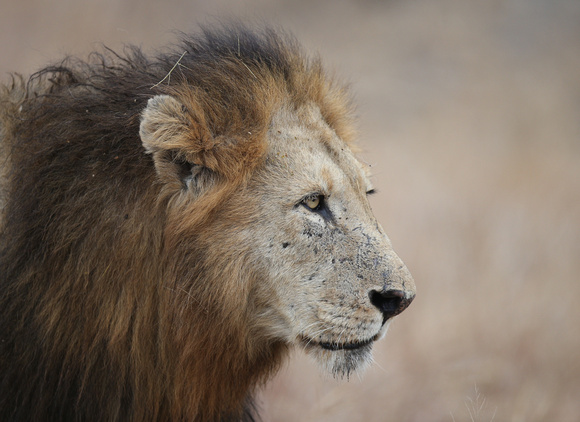 Panthera leo de Manyeleti