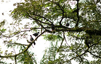 Singapore - Treron vernans (Pink-Necked Green Pigeons)