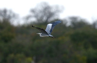 Ardea cinerea flying past