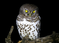 Glaucidium capense