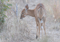 Sunset Nyala