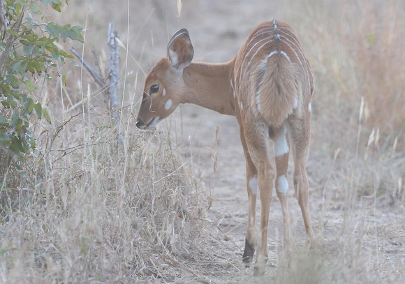 South African Nyala