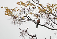 Hong Kong - Streptopelia chinensis 珠颈斑鸠 (Spotted Dove) in Mai Po Trees