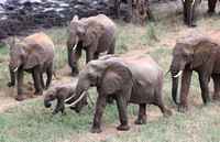 Tsavo West — Elephant Parade