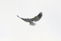 Black-winged Kite