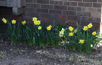 Daffodil Row