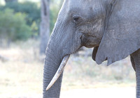 Profil de l’éléphant