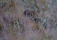 Leopard in Tall Grass
