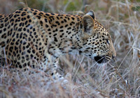 Observation fraîche de léopard