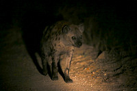 Night Hyena