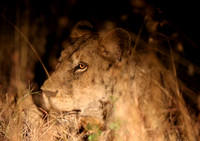 Evening Lioness