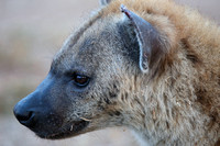 Profil de la hyène