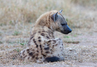 Hyène au repos