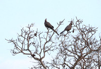 Morning Bird Species Trio