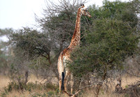 Mère girafe