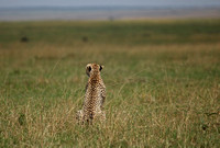 Kenya - Cheetah in Motion