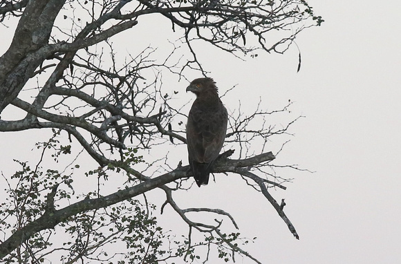 Perching Circaetus cinereus