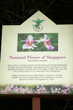 National Flower of Singapore