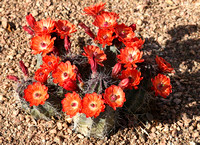 Echinocereus triglochidiatus