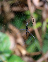 Nephila sp. at Fung Yuen Butterfly Reserve
