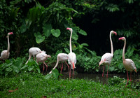 Singapore Zoo - Phoenicopterus ruber (American Flamingo)