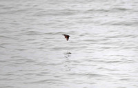 香港 - Halcyon smyrnensis (White-Throated Kingfisher) by Peng Chau Island