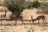 Samburu — A Mixed Herd in Shade