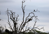 African Fish Eagle Perched on a Snag