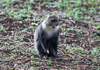 Naro Moru — Seated Sykes’ Monkey