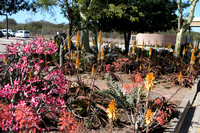 Eastgate Airport South African Flower Species