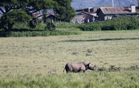 Nakuru — Solitary Rhino