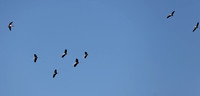 Nakuru — Mycteria ibis Formation