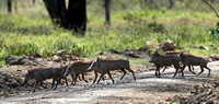 Nakuru — Forest Warthogs
