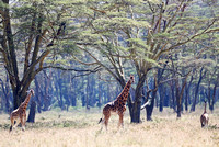 Nakuru — Giraffe Under Trees