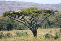 Nakuru — Botanical Highlights