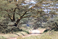 Nakuru — Blooming Acacia