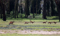 Nakuru — Fleeing Impala