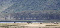 Nakuru — Rhino Beside Lake Nakuru